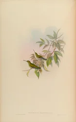Thaumatias brevirostris = Amazilia brevirostris